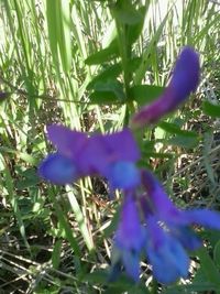 Close-up of purple flowers