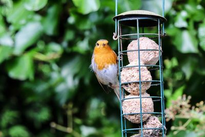 Bird perching on a feeder