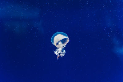 Jellyfish swimming in sea