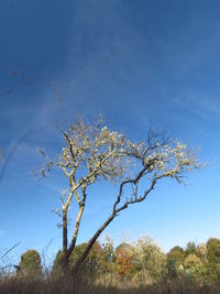 Low angle view of flower tree against blue sky