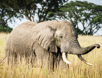 Elephant in a field