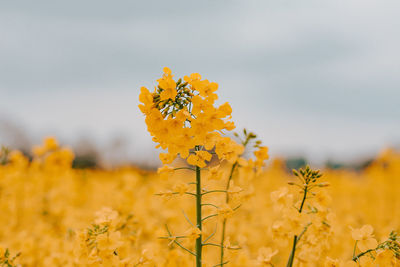 Close-up of fresh yellow flowering plants on field