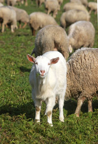 Sheep standing in a field