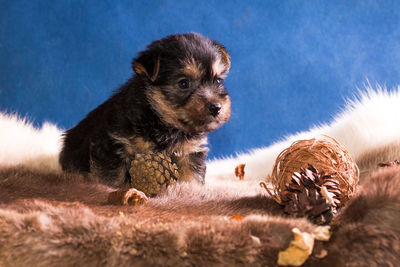 Two dogs on a field