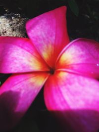 Close-up of pink frangipani blooming outdoors