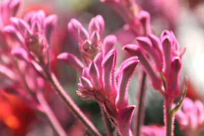 Close-up of pink flowering plant