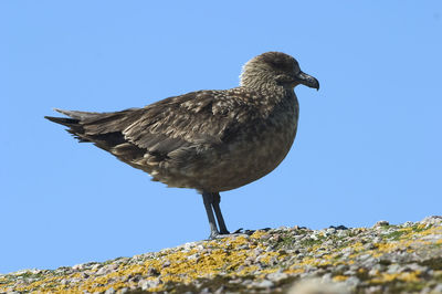 Low angle view of bird perching against clear blue sky