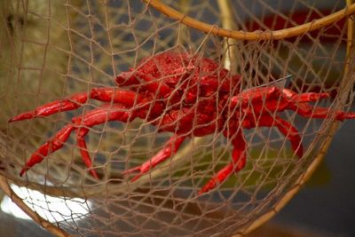 Close-up of red rose