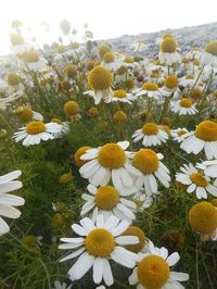 Close-up of white daisy blooming in field