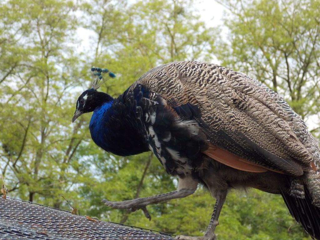 bird, animal themes, animals in the wild, one animal, animal wildlife, day, focus on foreground, outdoors, perching, no people, full length, nature, tree, close-up