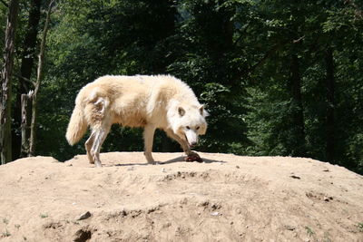 Side view of a sheep on a land