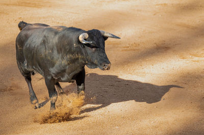 Close-up of cow