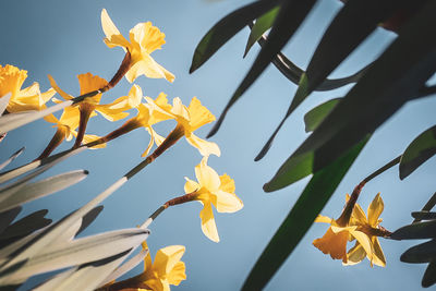 Low angle view of yellow flowering plant against sky