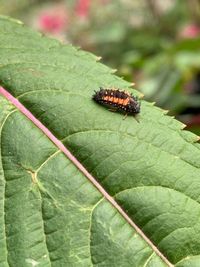 Close-up of insect on leaf