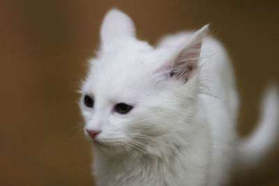 Close-up of cat looking away