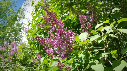 Close-up of pink flowering plants