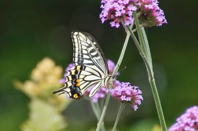 Close-up of butterfly pollinating on purple flower