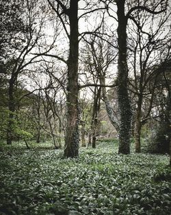 Trees in forest