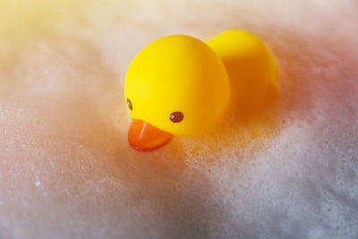 Close-up of rubber duck on foam