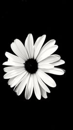 Close-up of white flower against black background