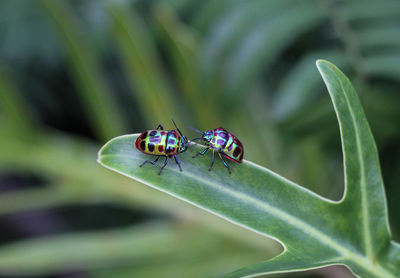 Close-up of insect on plant
