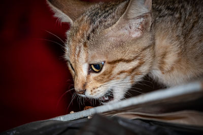 Close-up of a cat