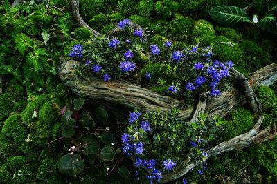 High angle view of purple flowering plants on land