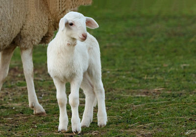 Sheep standing in a field