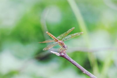 Close-up of dragonfly on branch