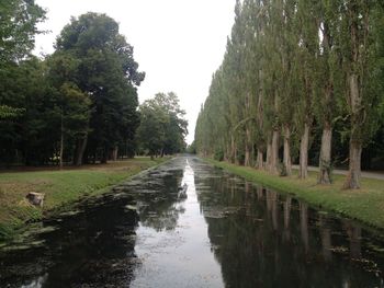 Reflection of trees in puddle against sky