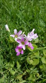 Close-up of purple flowers blooming outdoors