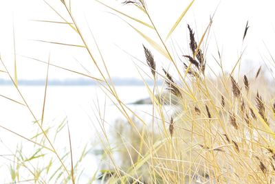 Close-up of wheat field against clear sky