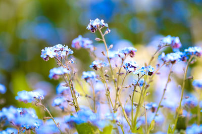 Close-up of purple flowers