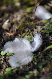 Close-up of white bird