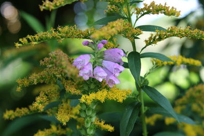 Close-up of purple flowering plants