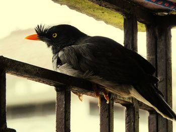 Close-up of bird perching on wooden post