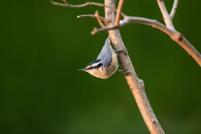 Close-up of bird perching on branch