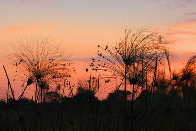 Silhouette plants against sky during sunset