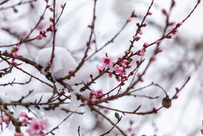 Low angle view of cherry blossom
