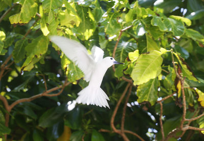 Low angle view of white bird flying against trees