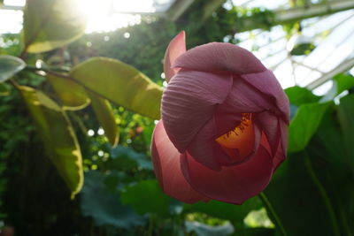 Close-up of flower blooming outdoors