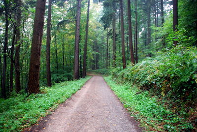 Empty road amidst trees in forest