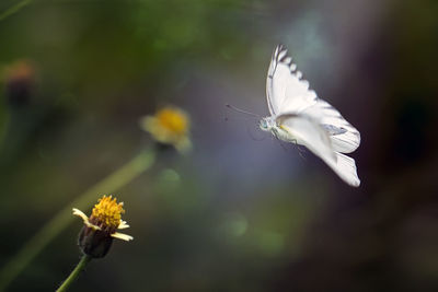 Close-up of white butterfly