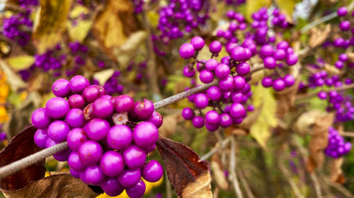 Close-up of purple flowering plant