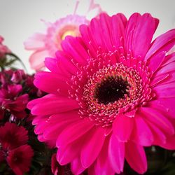 Close-up of pink flower blooming outdoors