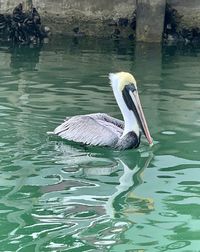 Swan swimming in lake