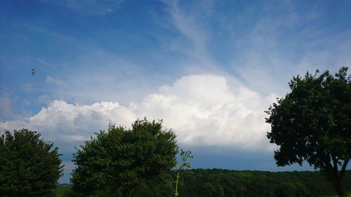 Low angle view of trees against sky