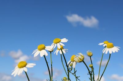 Low angle view of yellow flowers blooming against sky