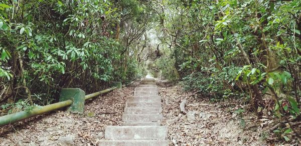 Footpath amidst trees in forest