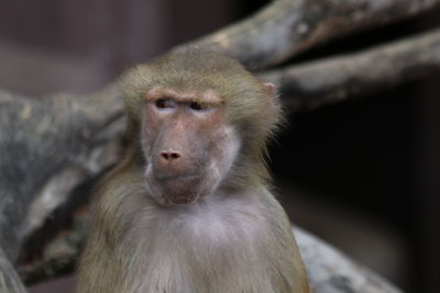 Close-up of monkey